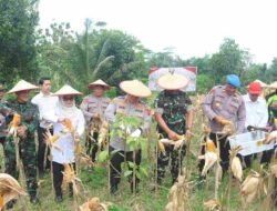 Polresta Samarinda Gelar Panen Jagung Dukung Ketahanan Pangan Nasional dan Asta Cita Presiden RI.