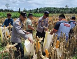 Panen Jagung di Busang Berjalan Kondusif, Polres Kutim Intensif Kawal Program Ketahanan Pangan.