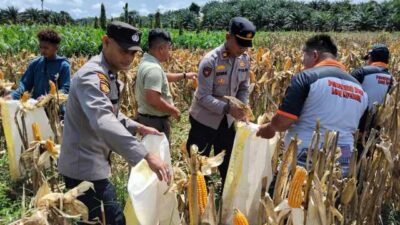 Panen Jagung di Busang Berjalan Kondusif, Polres Kutim Intensif Kawal Program Ketahanan Pangan.