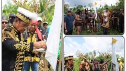 Pohon Sakral Ditebang, Sultan Sambaliung Turun Gunung Bantu Hak Masyarakat Adat Dayak Basab.